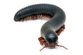 Mardonius parilis parilis Cameroon adult